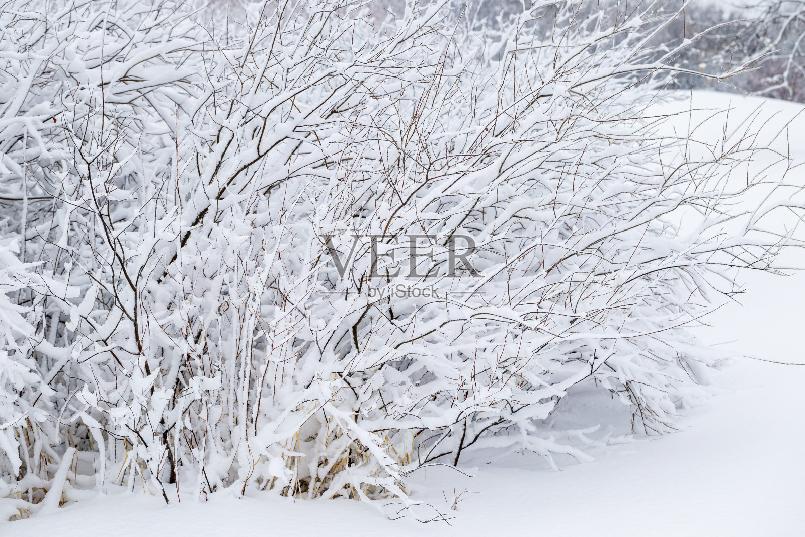 被雪覆盖的树枝照片摄影图片