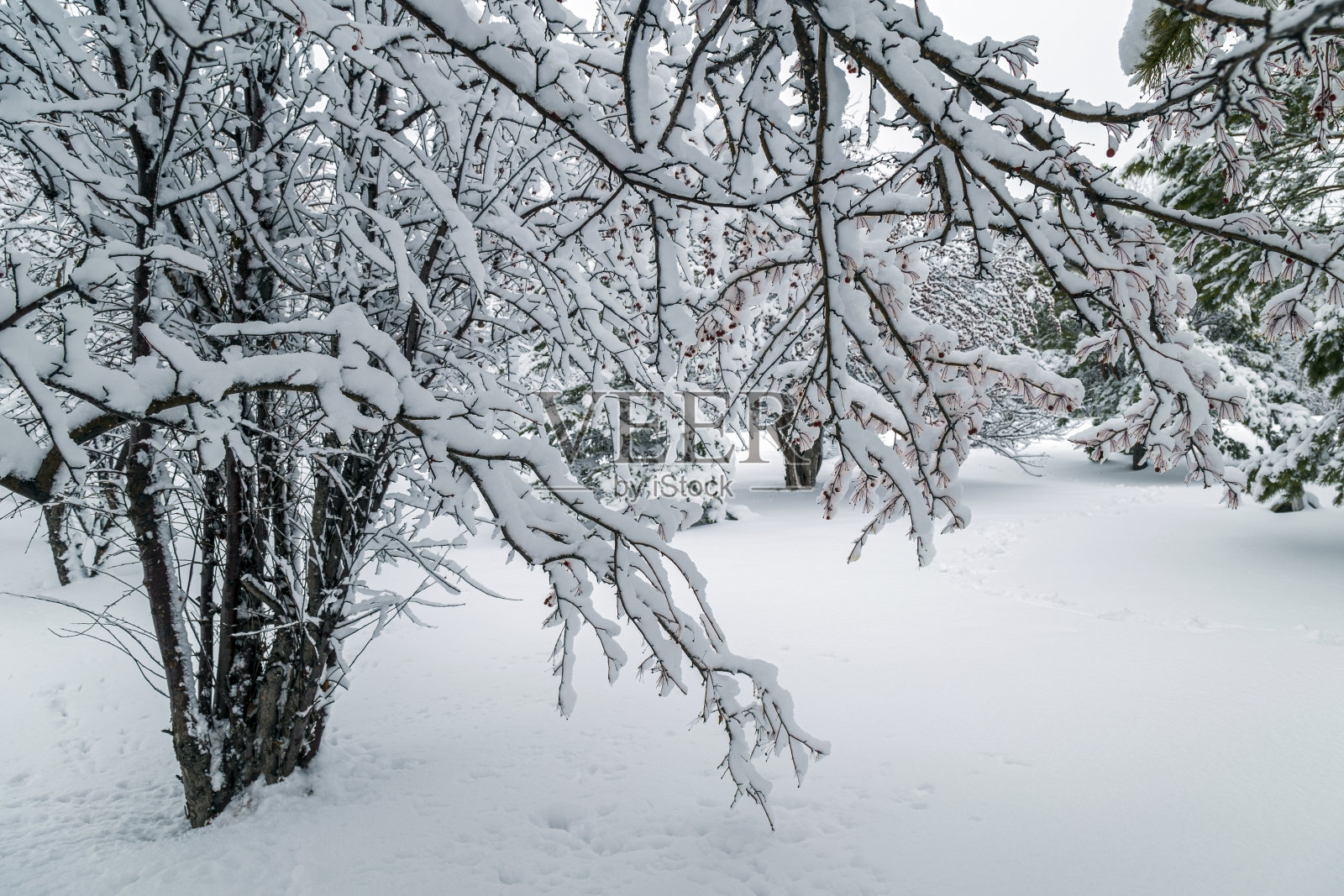 被雪覆盖的裸树照片摄影图片