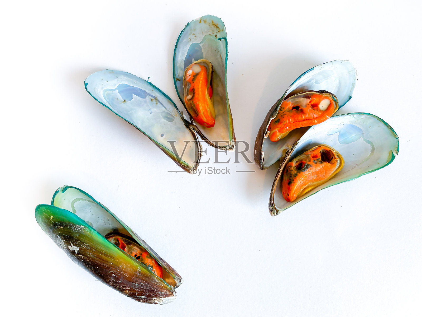 白底蒸鲜青口照片摄影图片