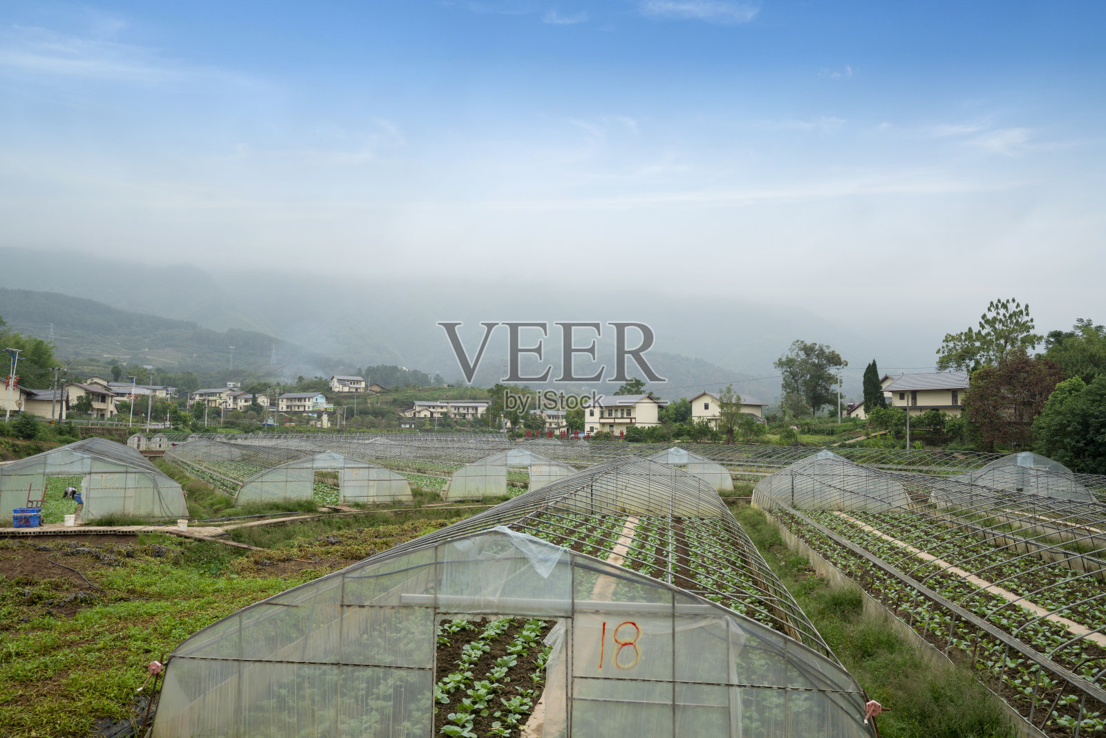 中国农村蔬菜种植基地照片摄影图片