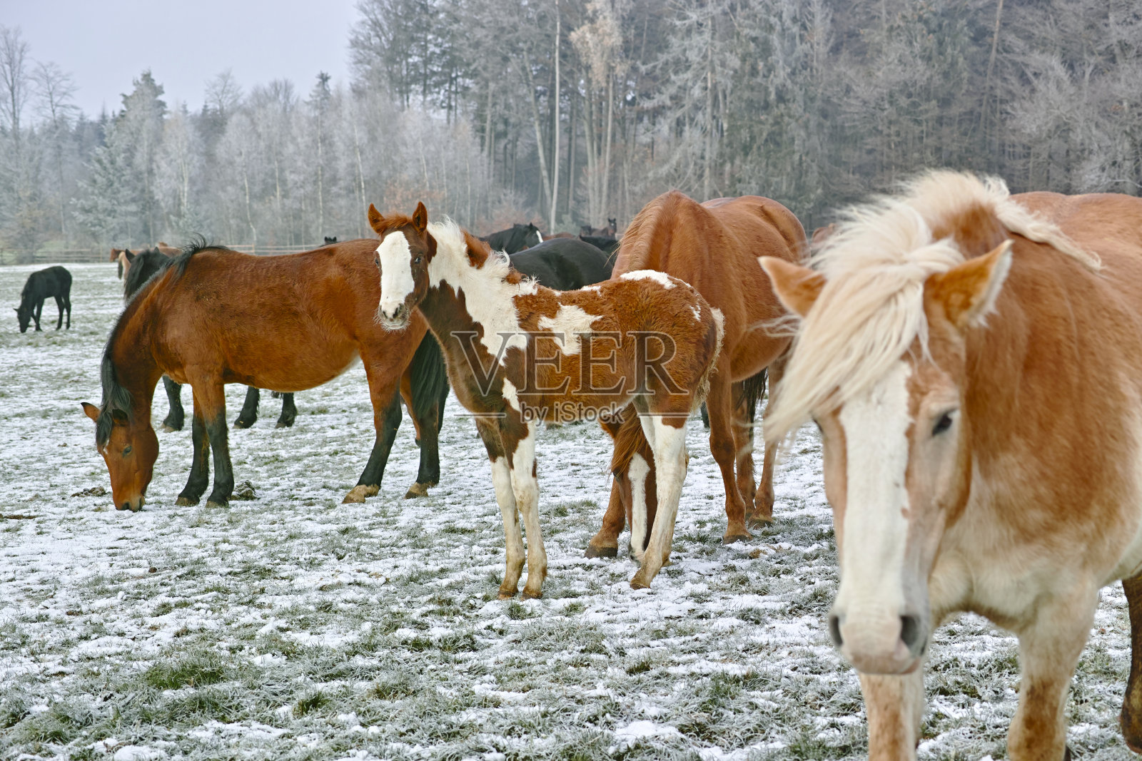 冰冻田野上的母马和小马驹照片摄影图片