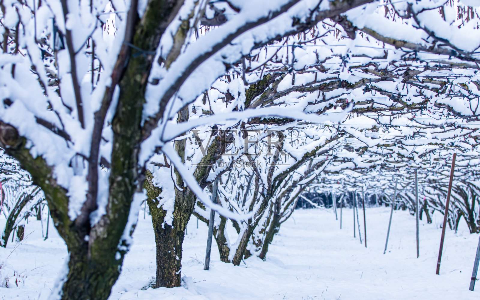 降雪照片摄影图片