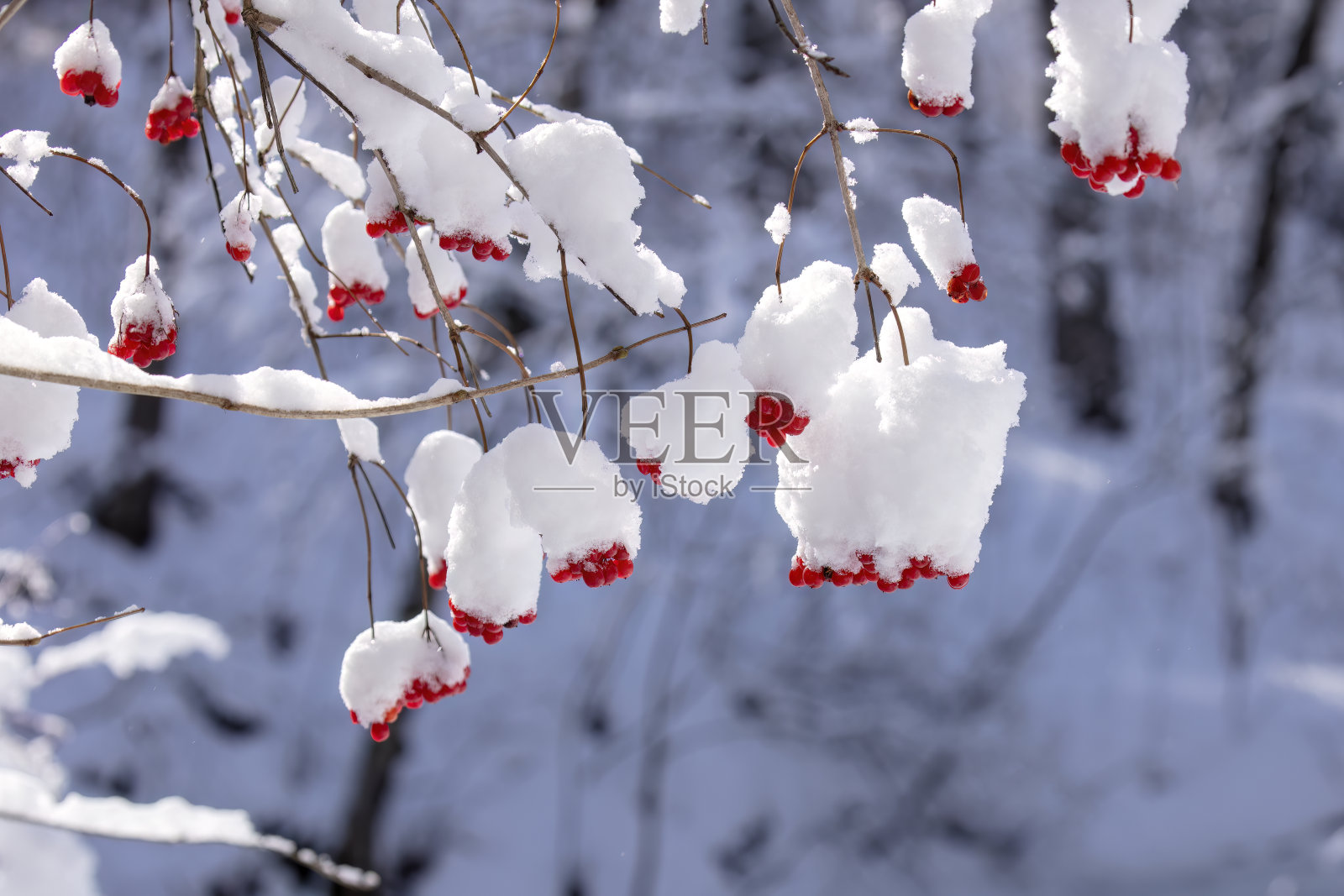 玫瑰莓上覆盖着一层新雪。照片摄影图片
