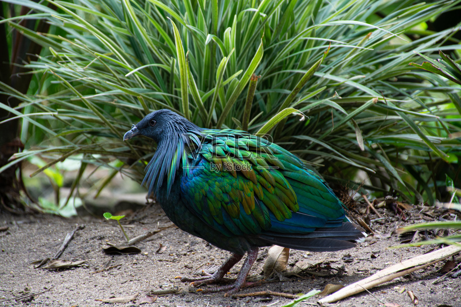 绿色的鸟照片摄影图片