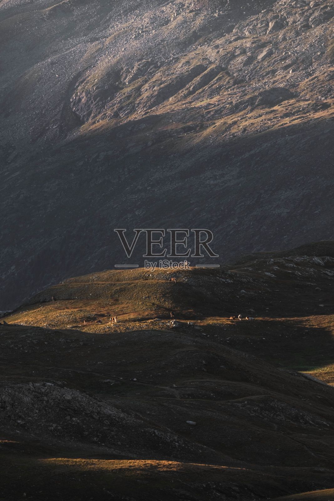 垂直拍摄的奥地利阿尔卑斯山附近的乡村田野照片摄影图片