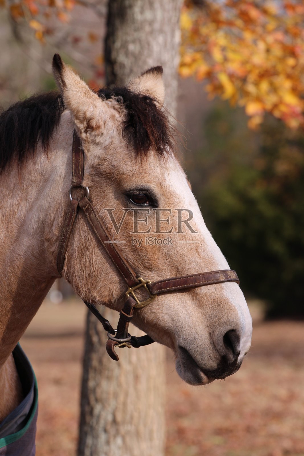 维吉尼亚州的马照片摄影图片