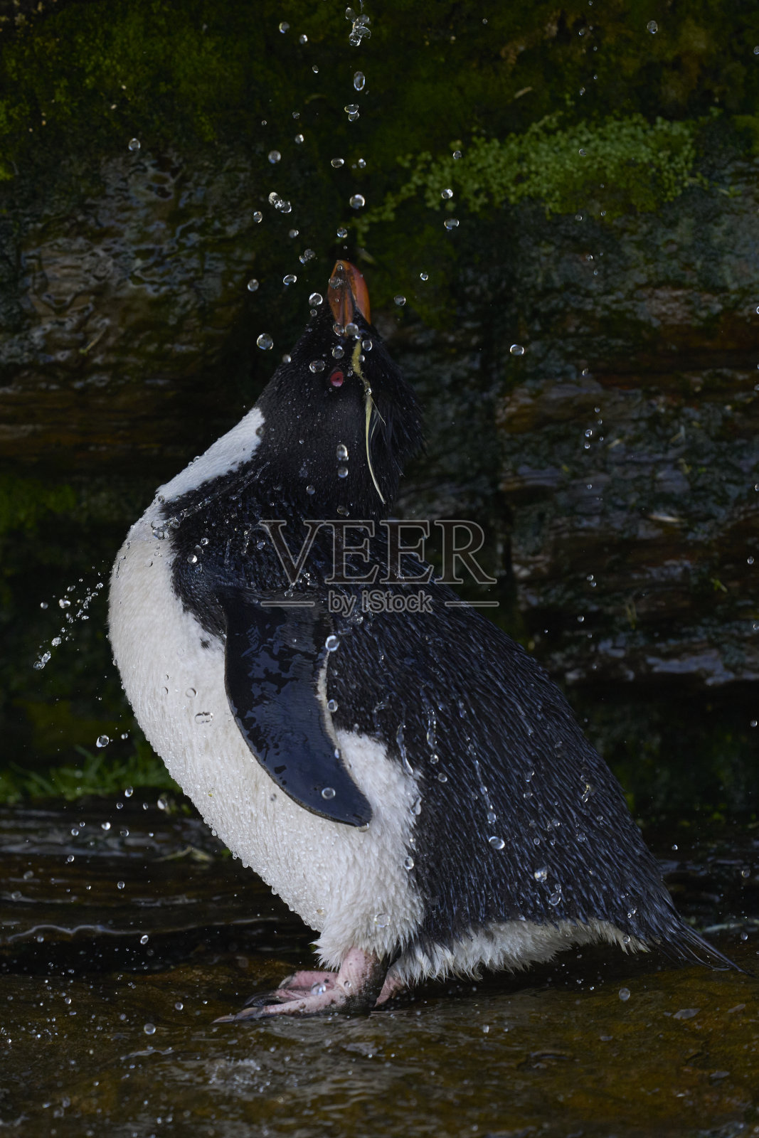 跳岩企鹅洗澡照片摄影图片