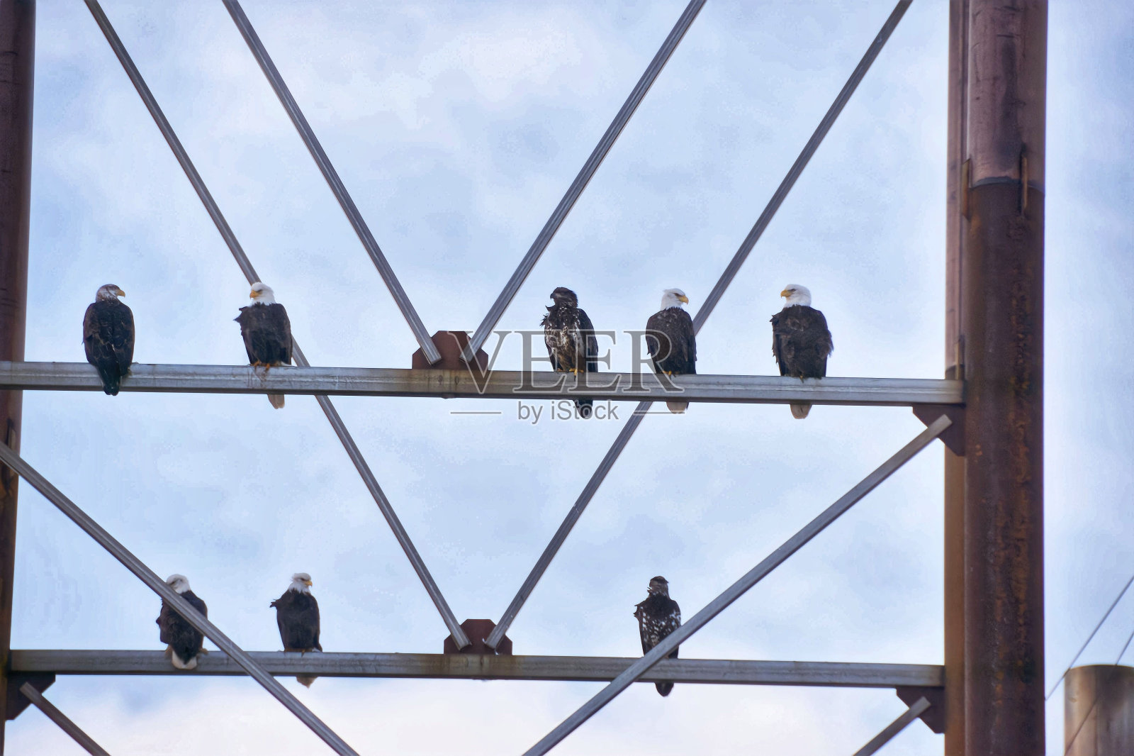 老鹰栖息在阿拉斯加的一个金属结构烟囱上照片摄影图片