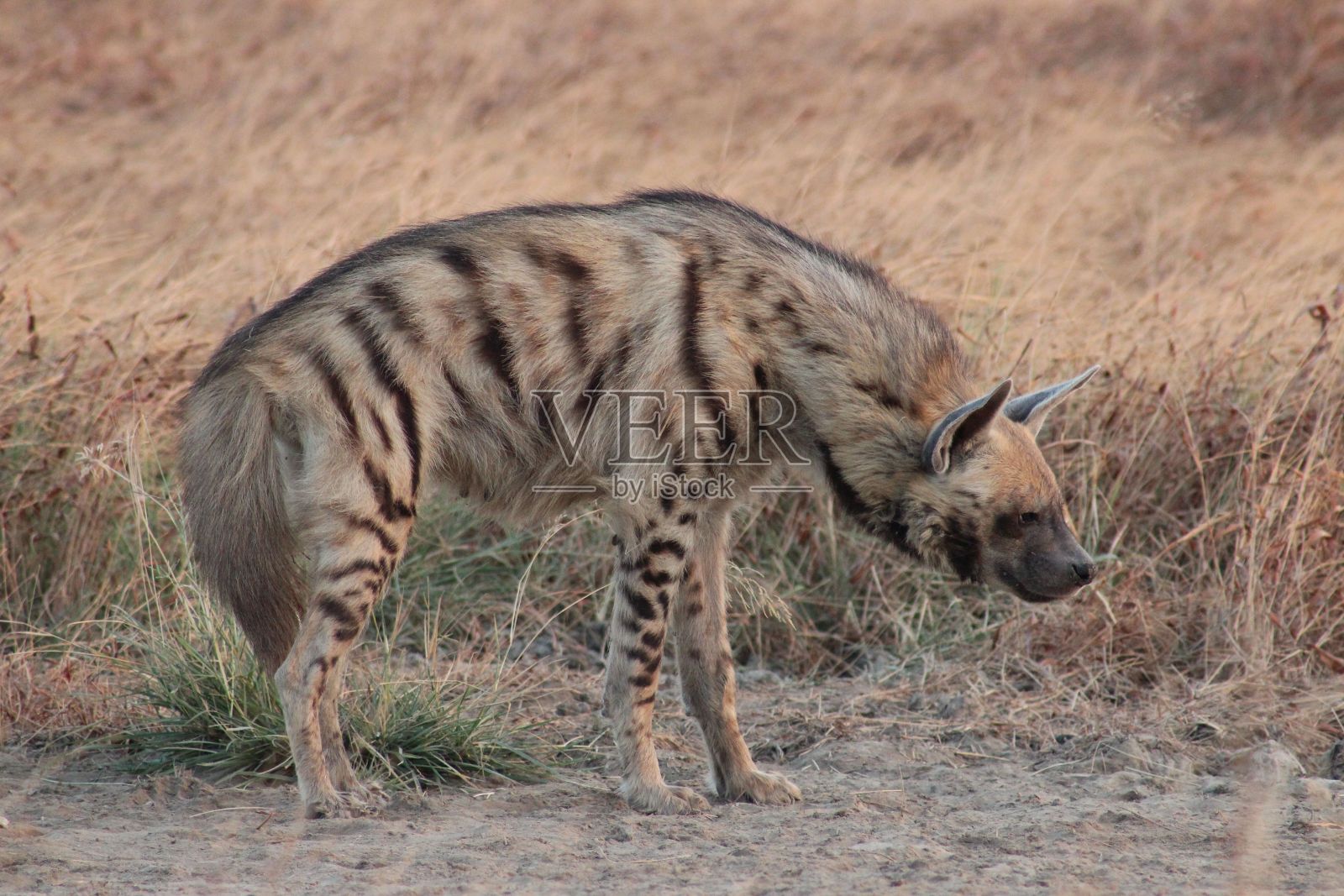 日出时，一只美丽的鬣狗在干草地上休息照片摄影图片