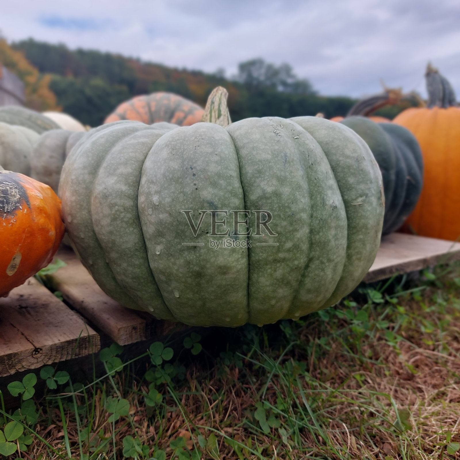 选择性聚焦拍摄一个绿色的南瓜在一个木码头在田野模糊的背景照片摄影图片