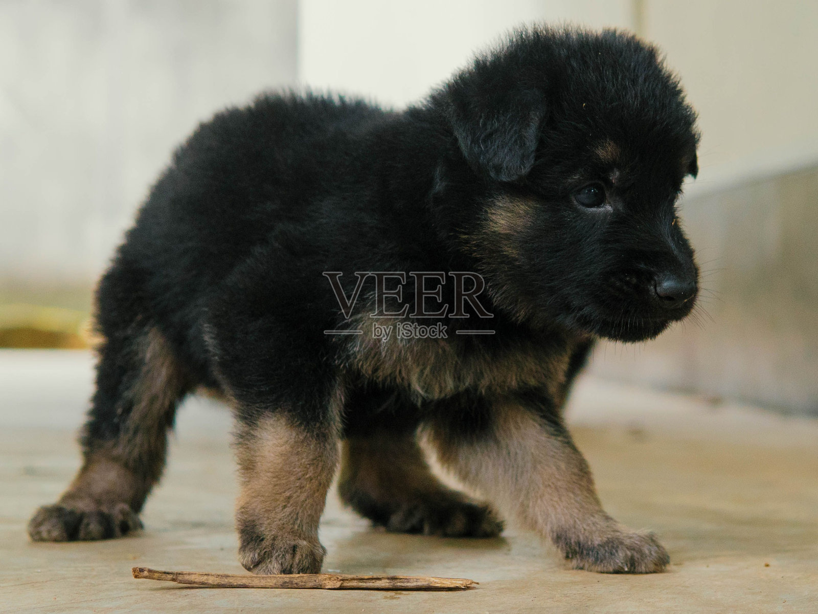 一只可爱的德国牧羊犬小狗的特写镜头照片摄影图片