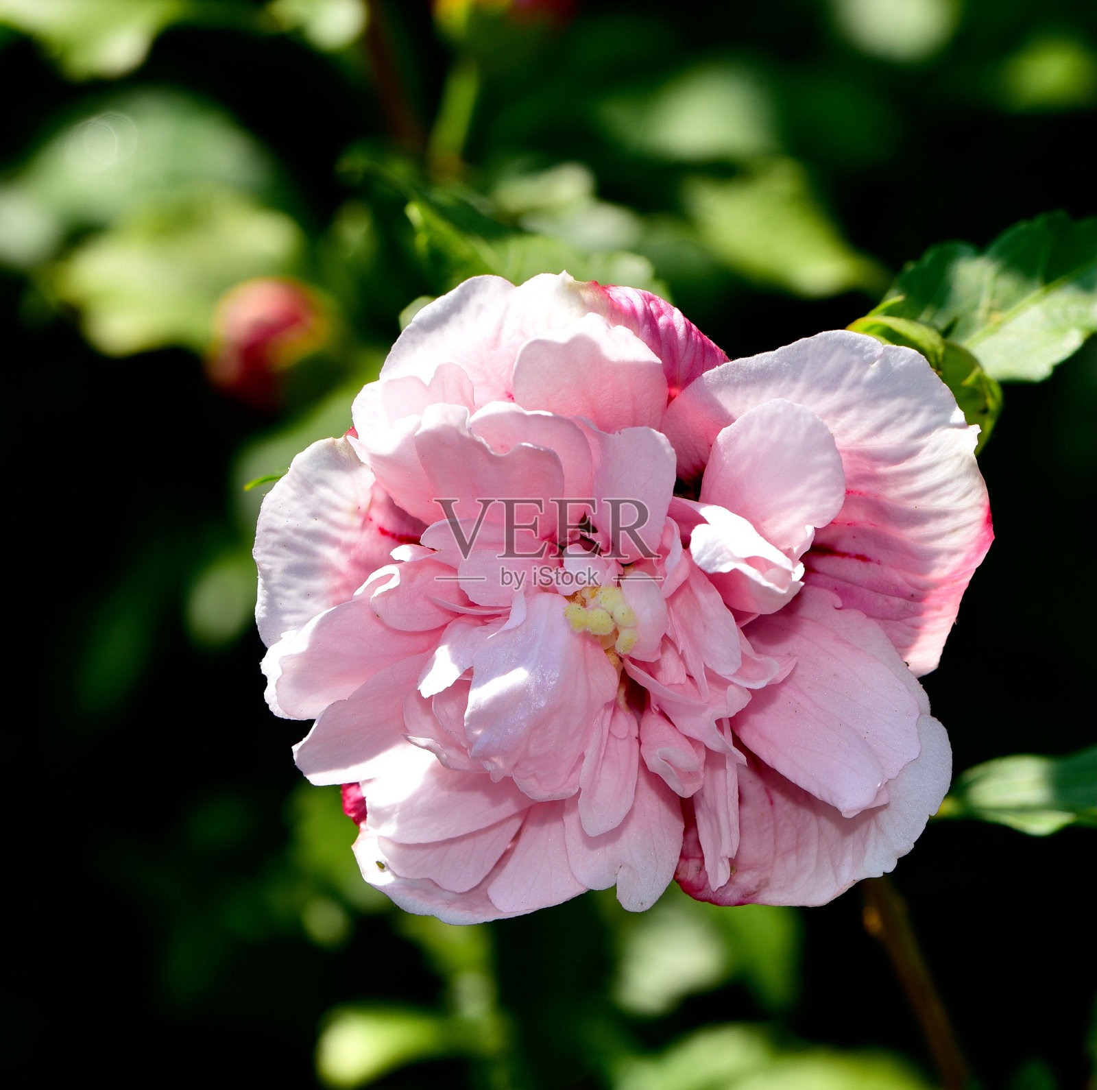 草莓冰沙芙蓉的特写镜头照片摄影图片