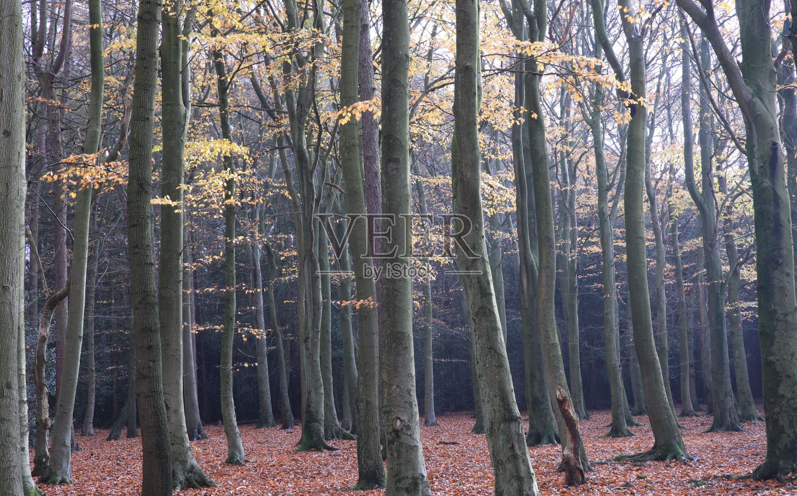 英国伯明翰萨顿公园美丽的英格兰林地景观照片摄影图片
