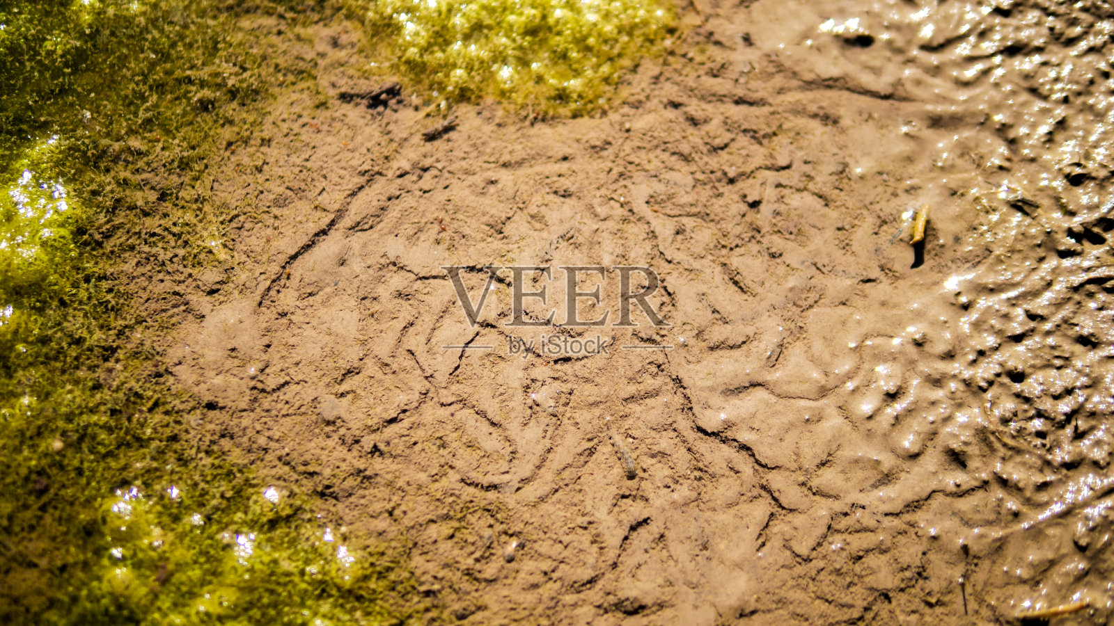 沙坑波纹图案泥和藻类照片摄影图片