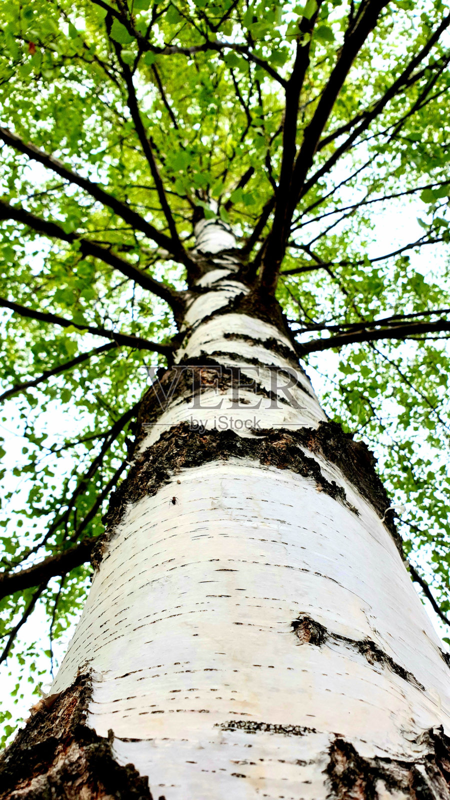 有绿色叶子的低角度的树皮照片摄影图片