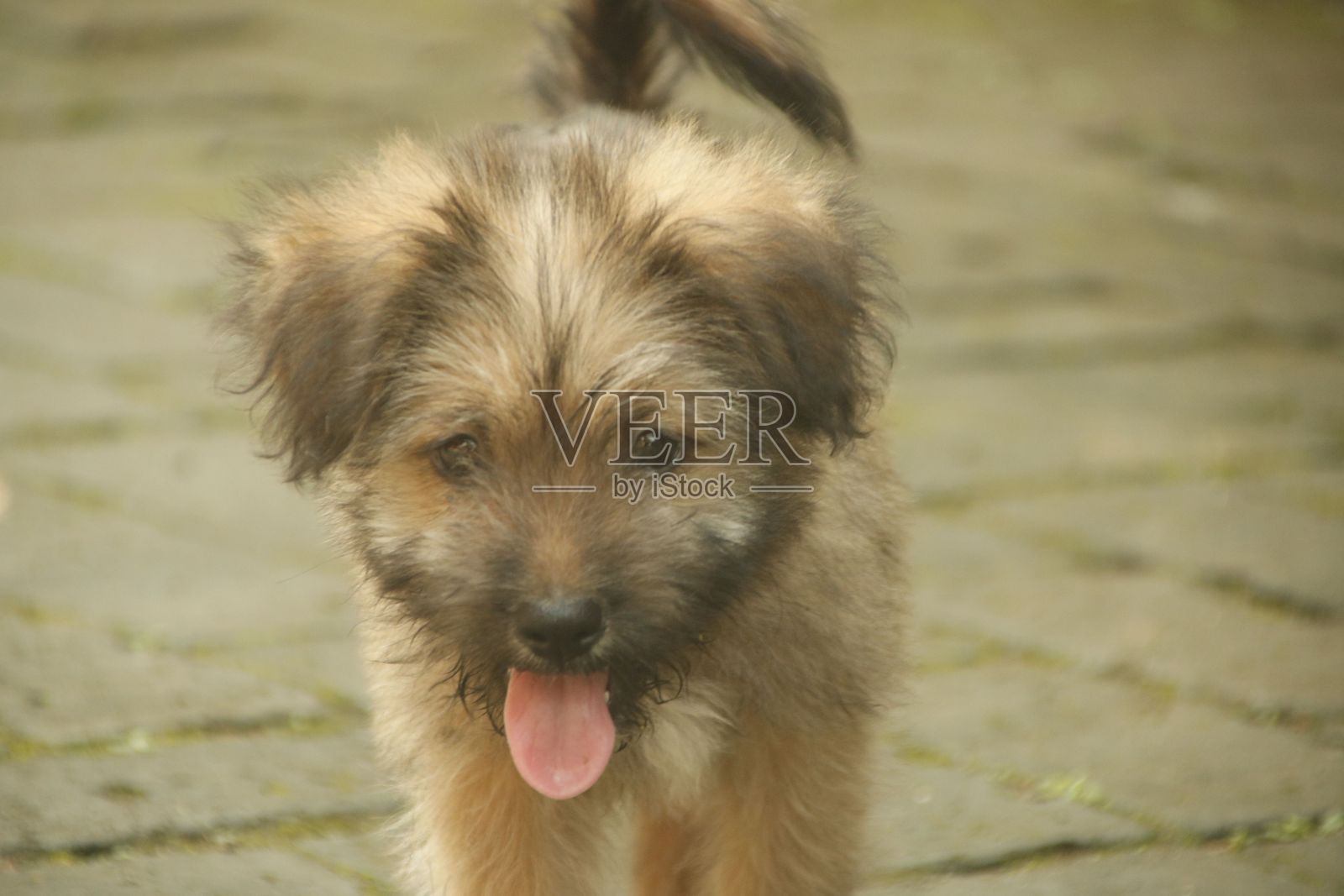 一只可爱的小狗在街上的特写。照片摄影图片