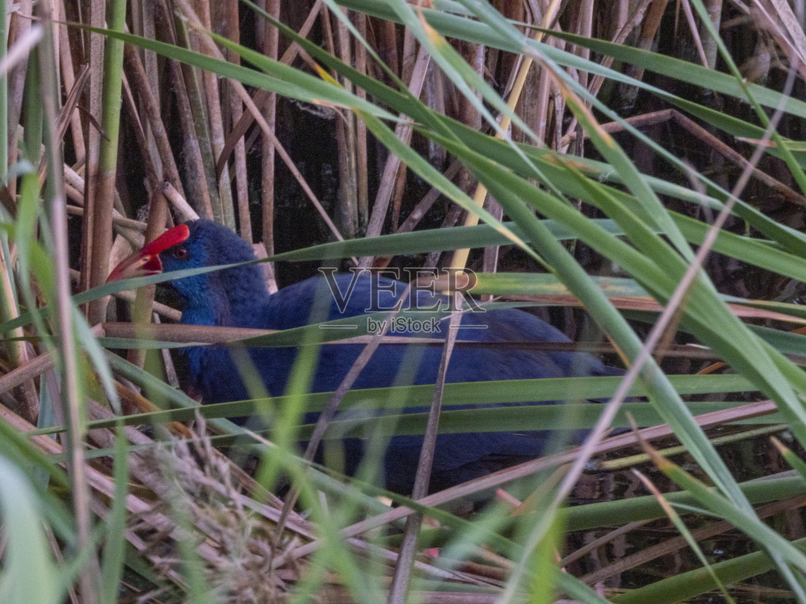 西方Swamphen照片摄影图片