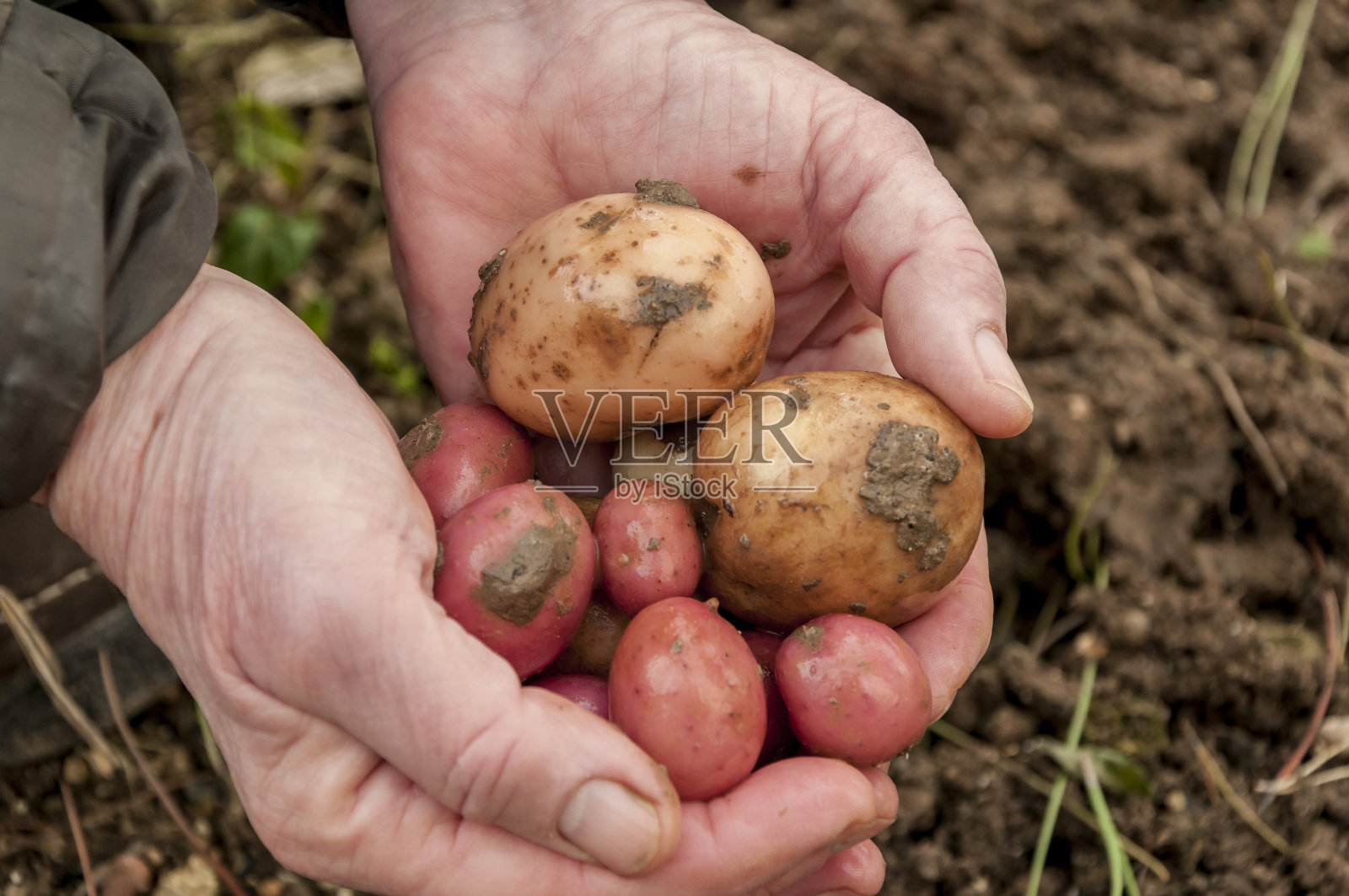 老手拿着刚挖好的土豆- 8115照片摄影图片
