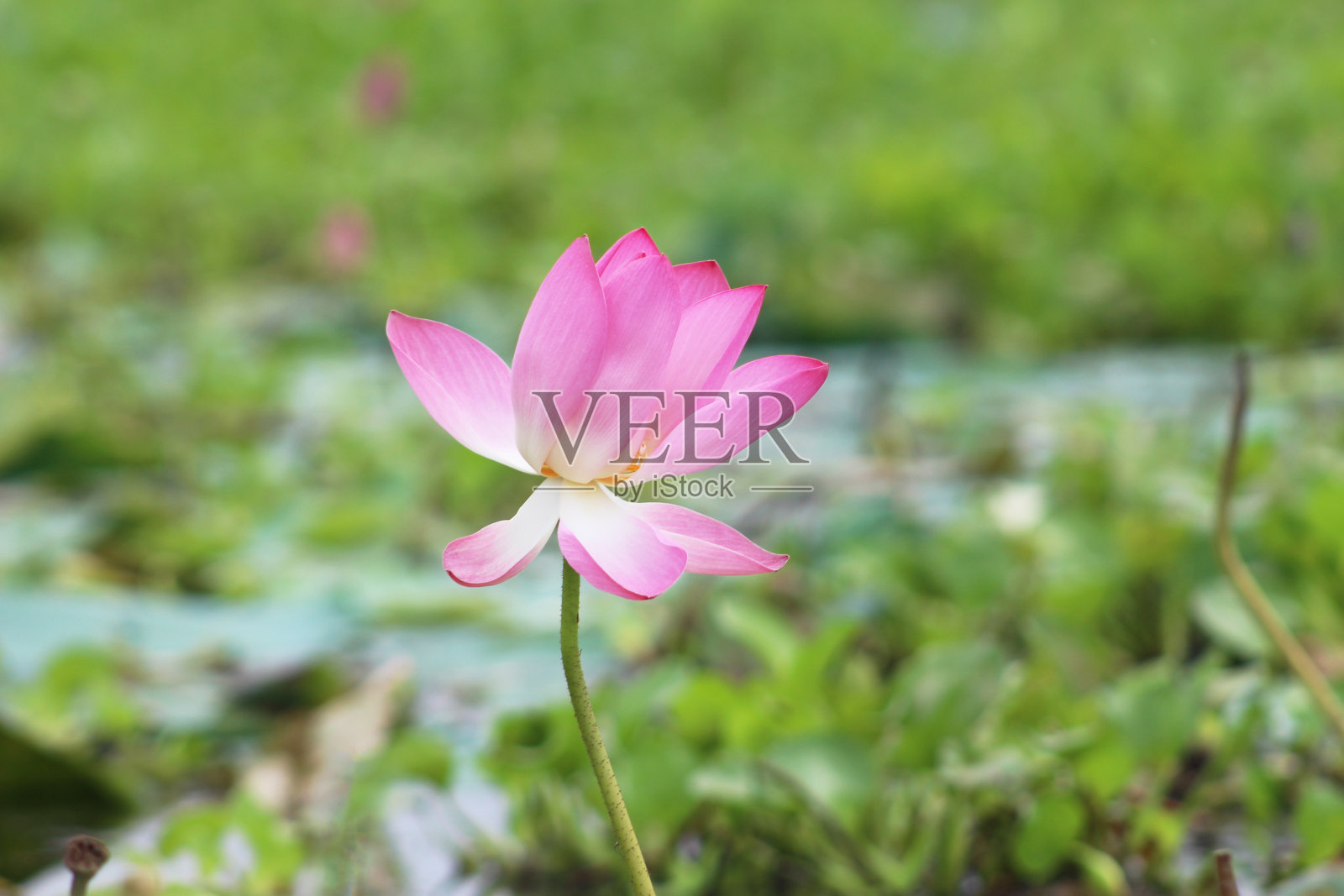 池塘里美丽的粉红色睡莲或荷花。照片摄影图片