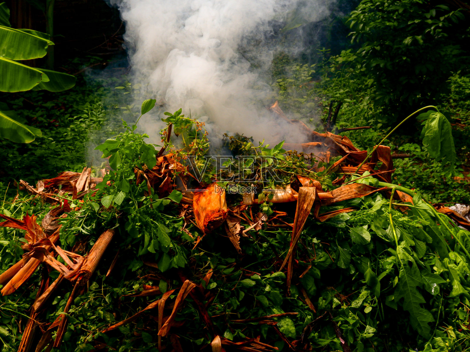 烟熏绿草和绿叶燃烧照片摄影图片