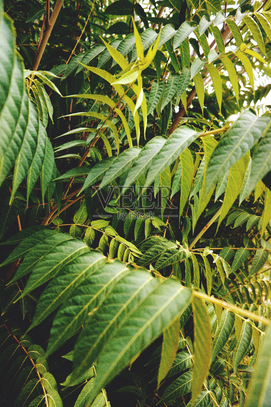 绿色植物照片摄影图片