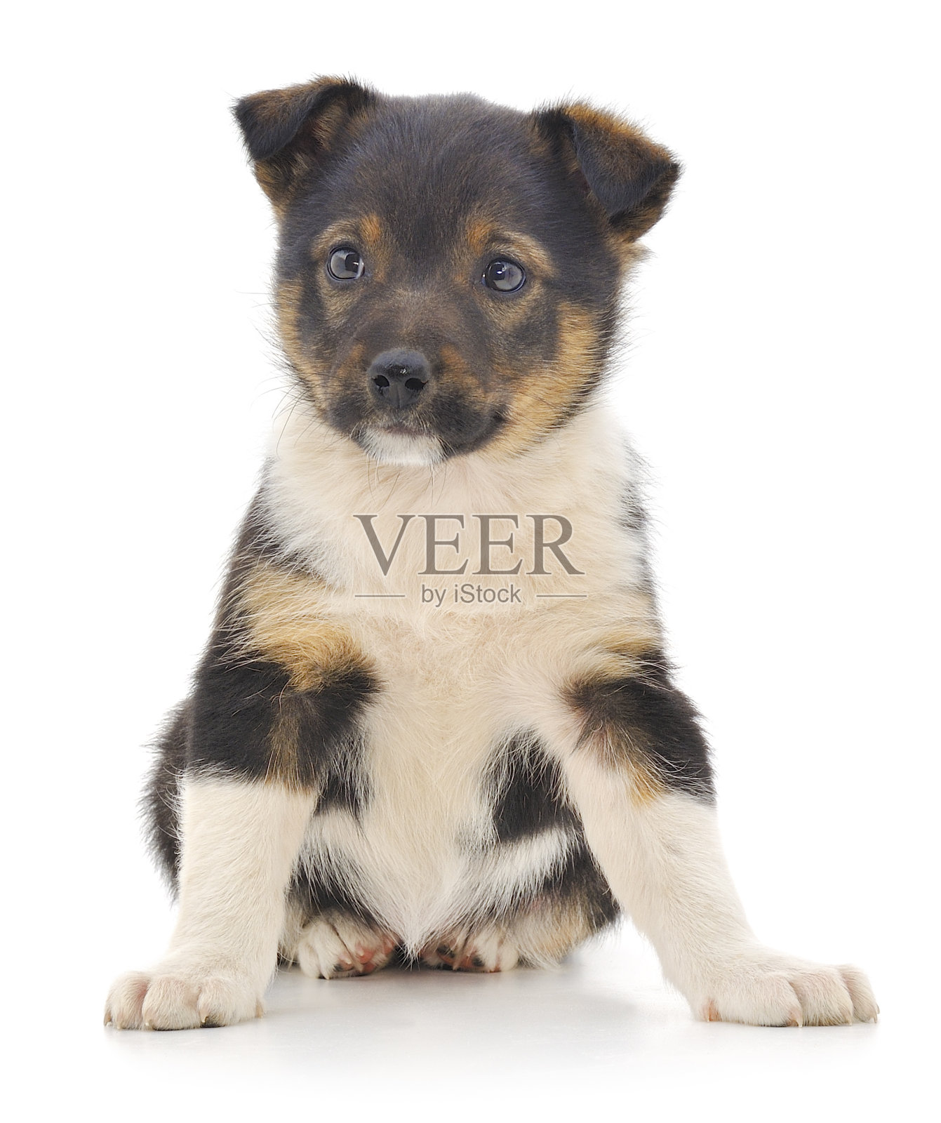 幼犬被隔离。照片摄影图片