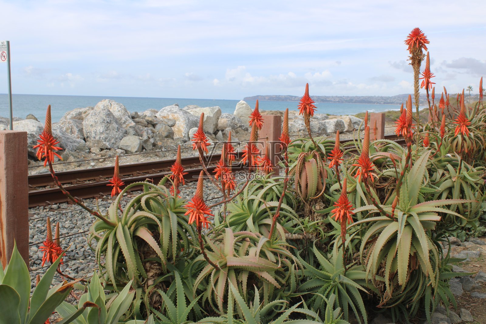 加州丝兰花照片摄影图片