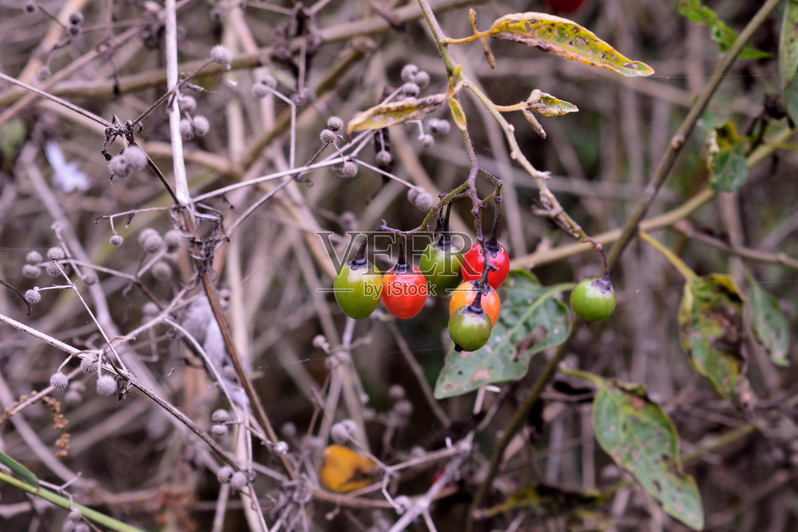 彩色苦甜的龙葵浆果，灌木慢慢地失去了它的叶子照片摄影图片