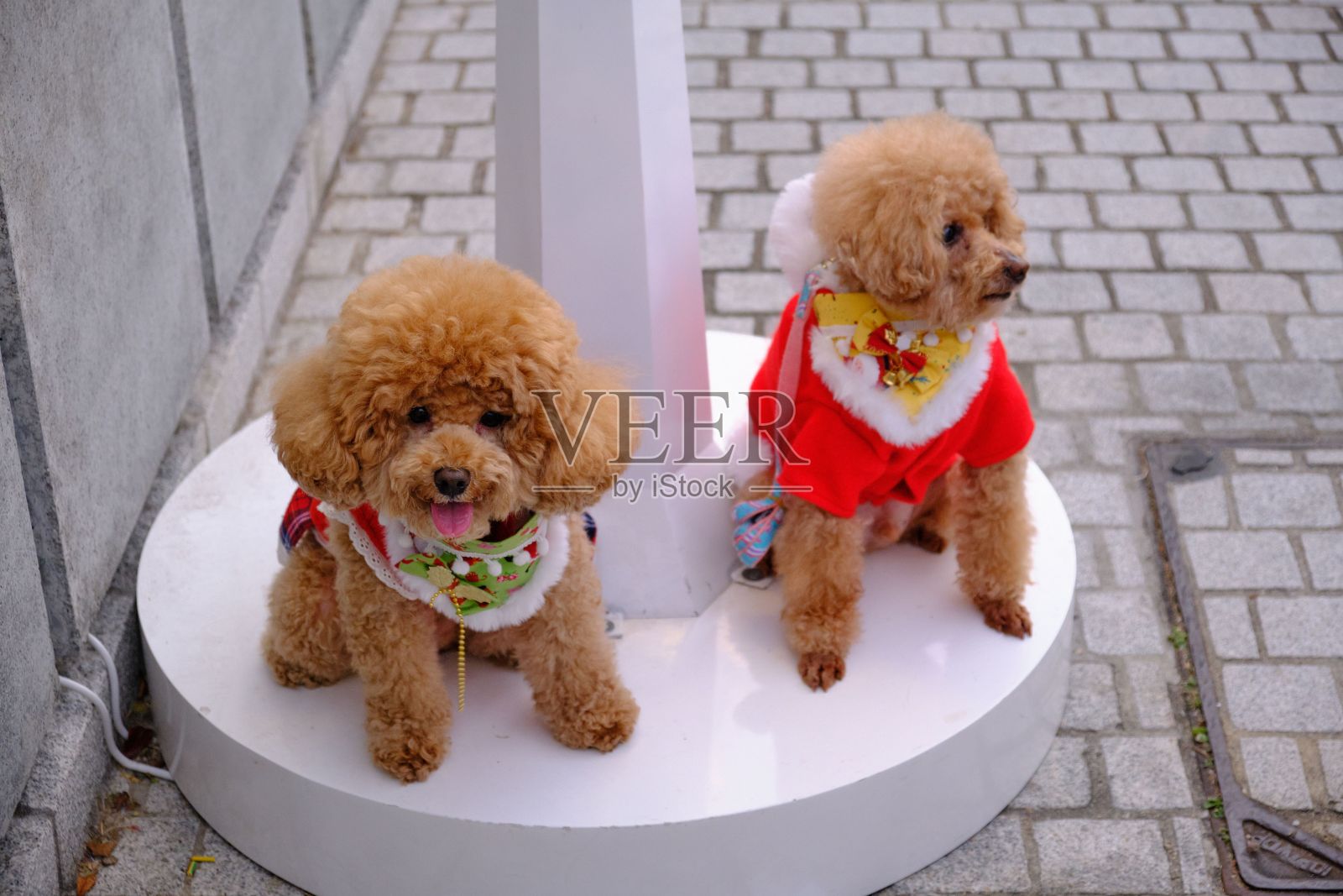 两只可爱的贵宾犬穿着戏服坐在户外照片摄影图片