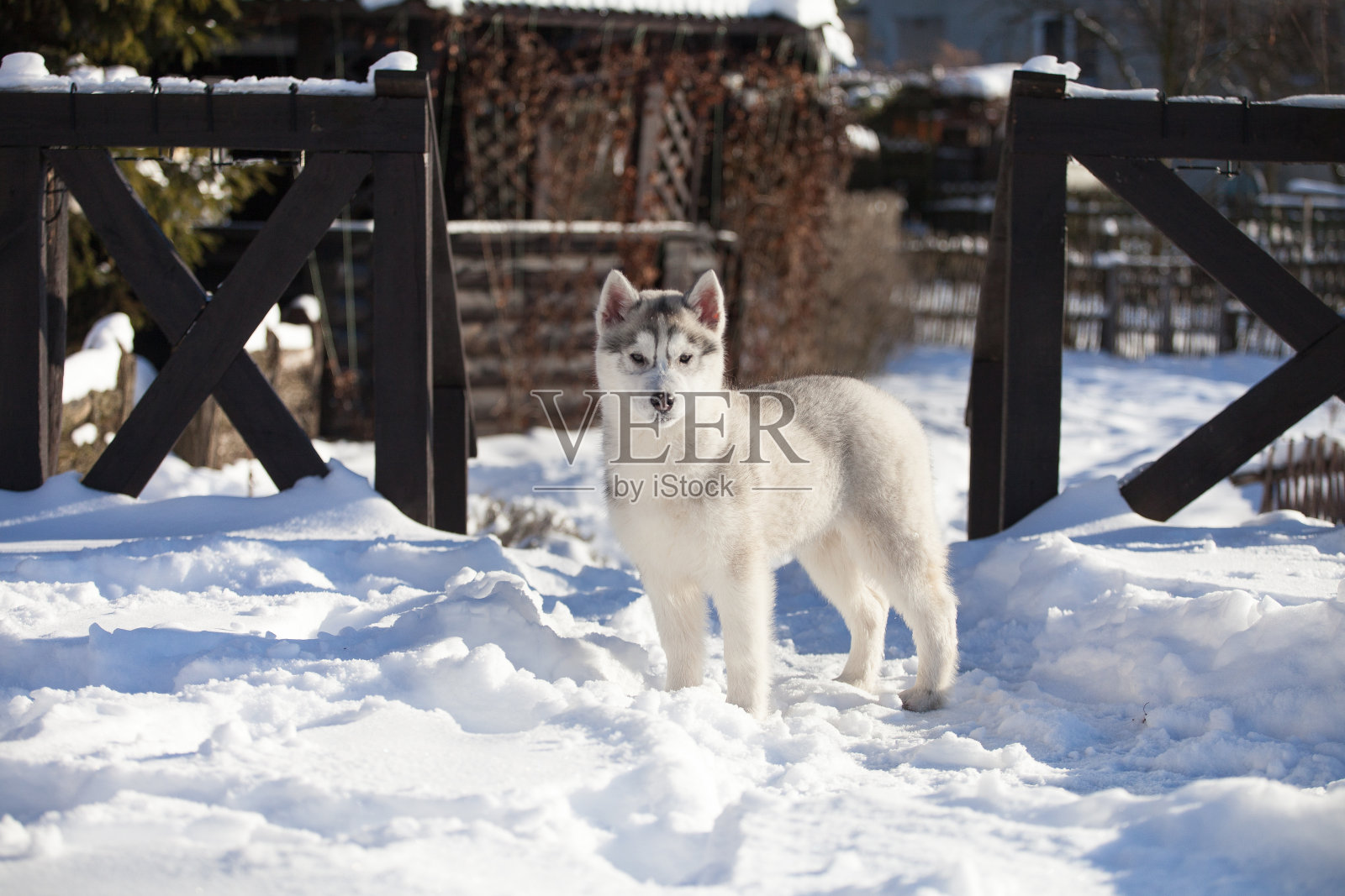 公园里的西伯利亚哈士奇小狗照片摄影图片