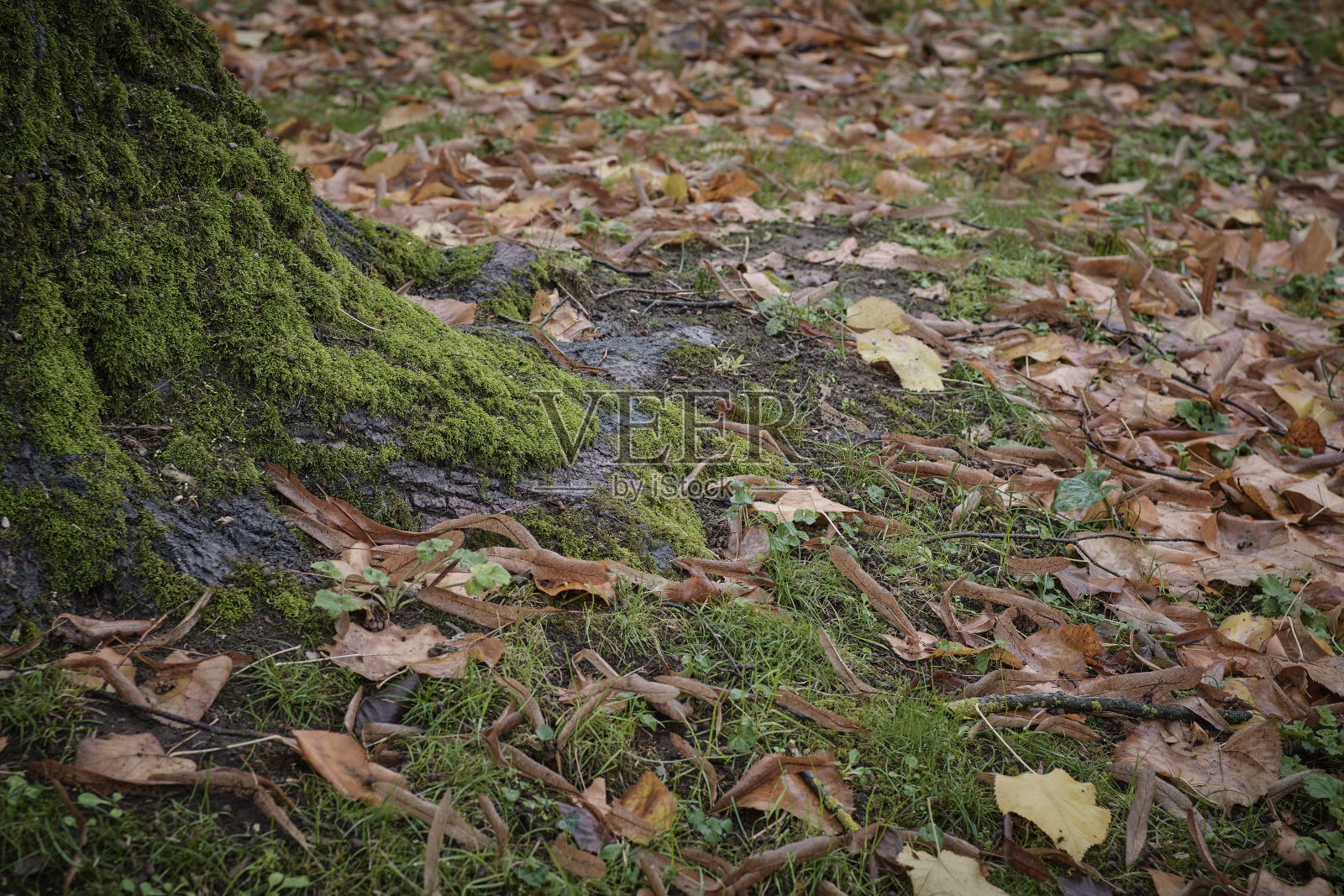 树干上的麝香照片摄影图片