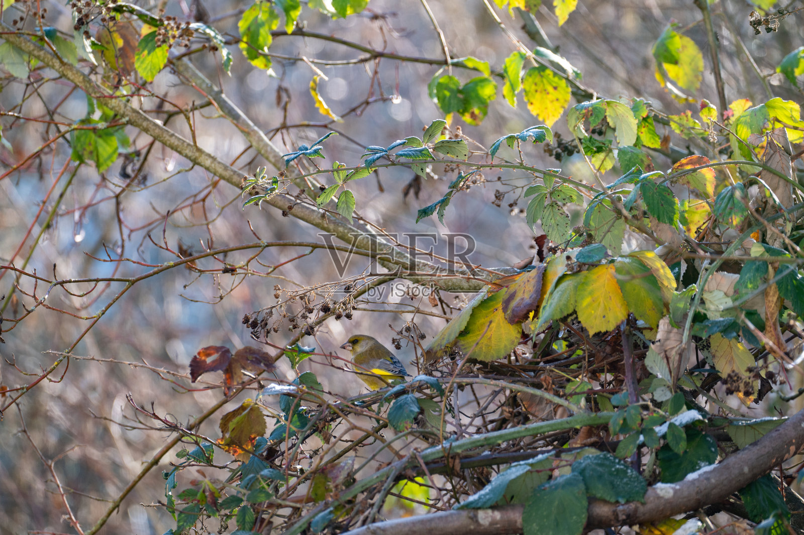 一只站在树枝上的绿翅雀照片摄影图片