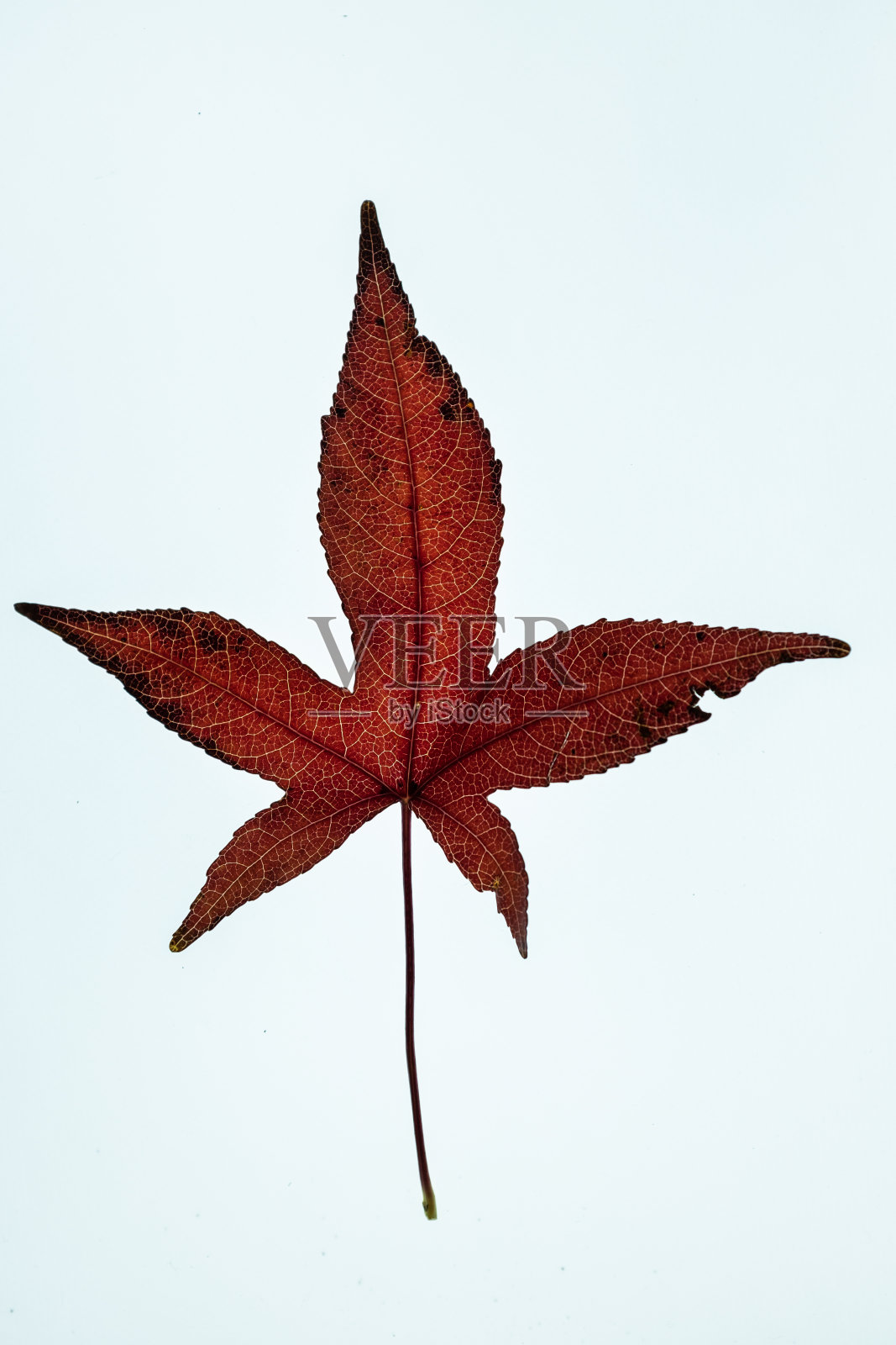 红枫叶照片摄影图片