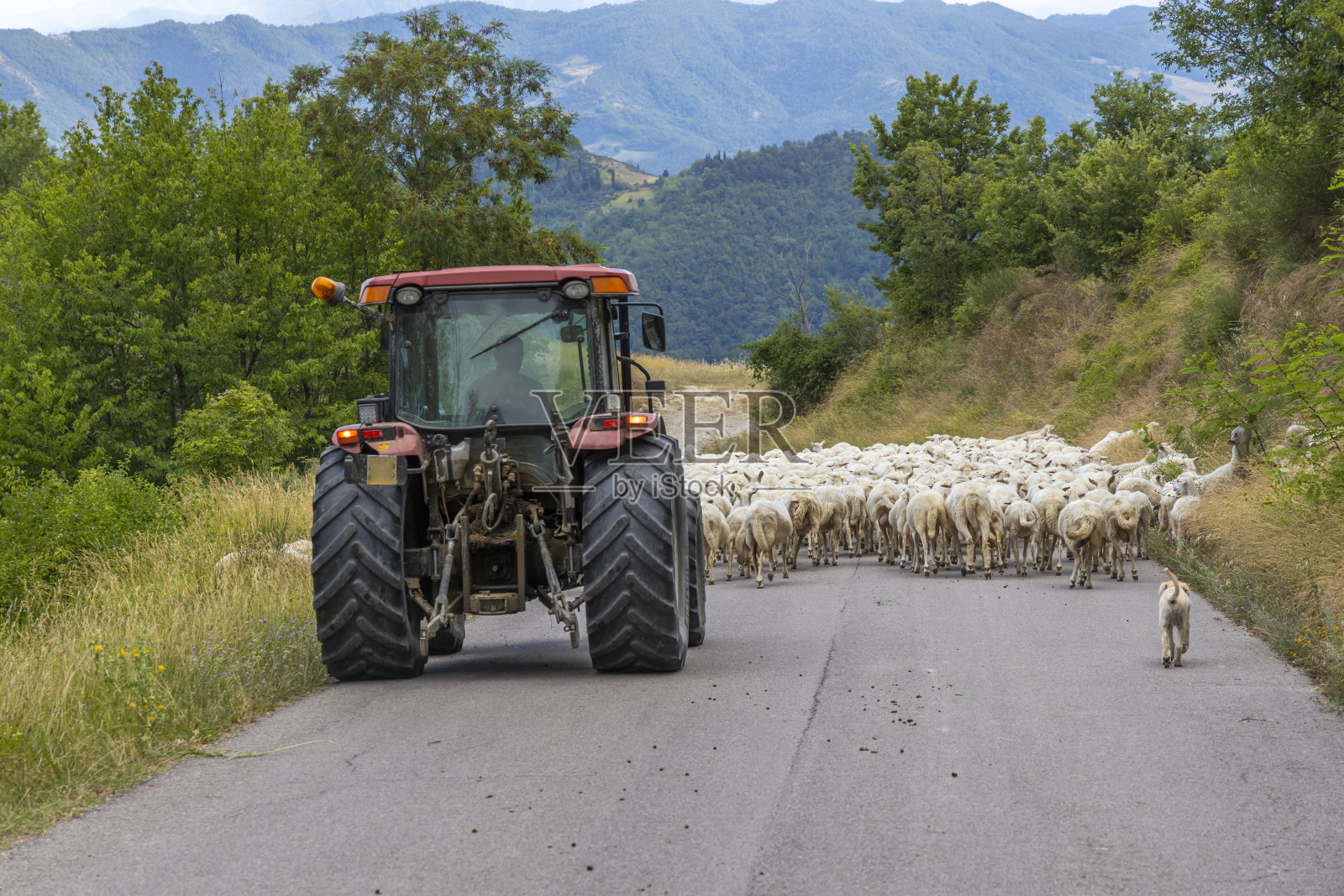 意大利马尔凯，一群绵羊堵住了道路照片摄影图片