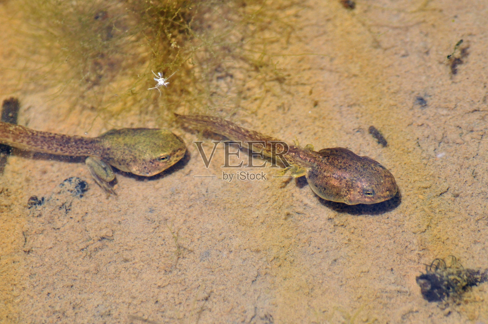 长腿蝌蚪照片摄影图片