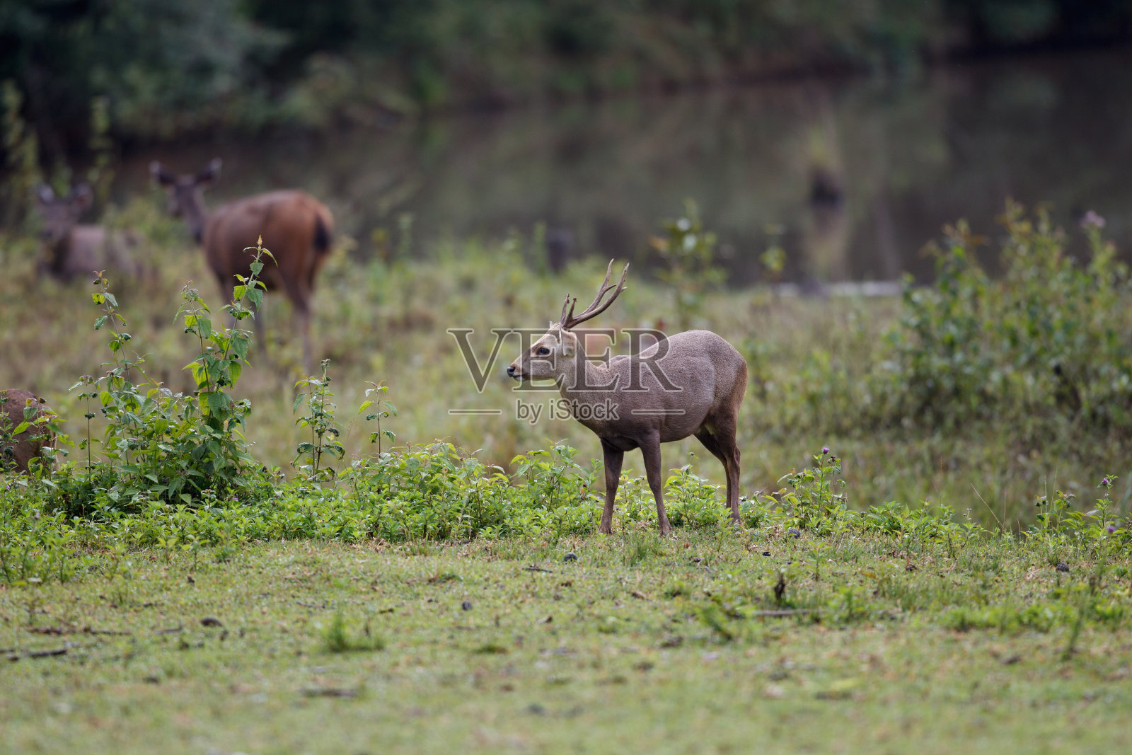 动物:成年雄性棕角鹿，又称坡鹿，或thamin (Rucervus eldii或Panolia eldii)。照片摄影图片