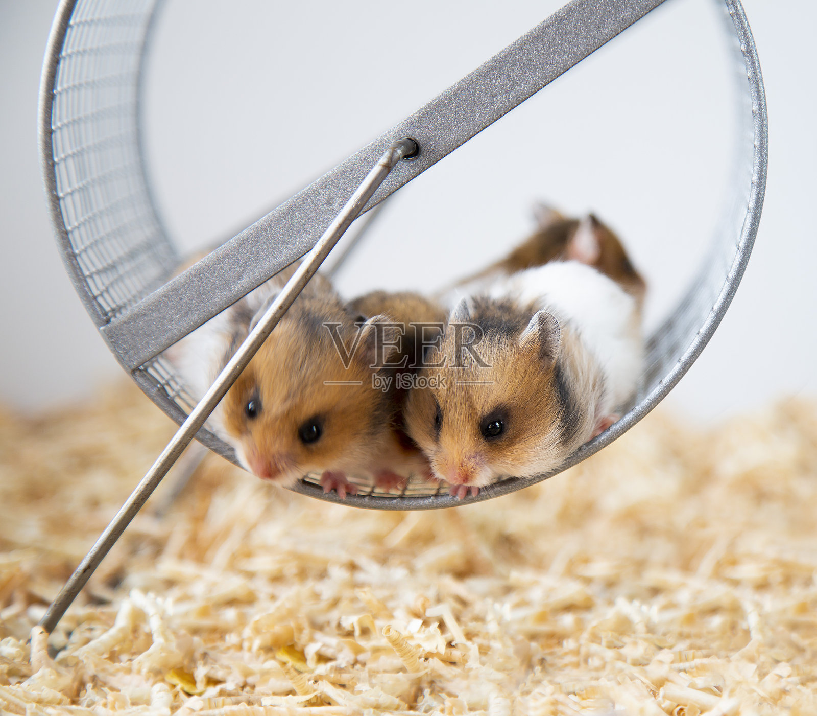 可爱的仓鼠坐在仓鼠转轮里。照片摄影图片