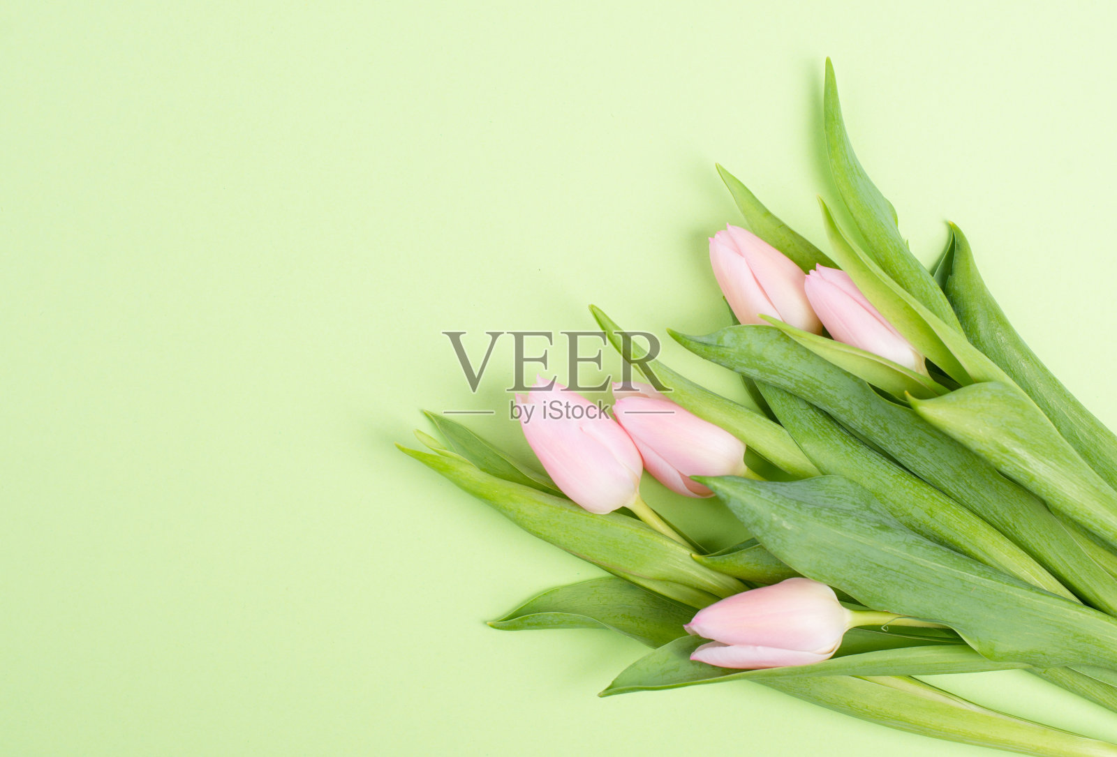 粉红色郁金香贺卡生日，复活节假期，妇女节，母亲节，花卉背景与复制空间的文本，春天的季节照片摄影图片