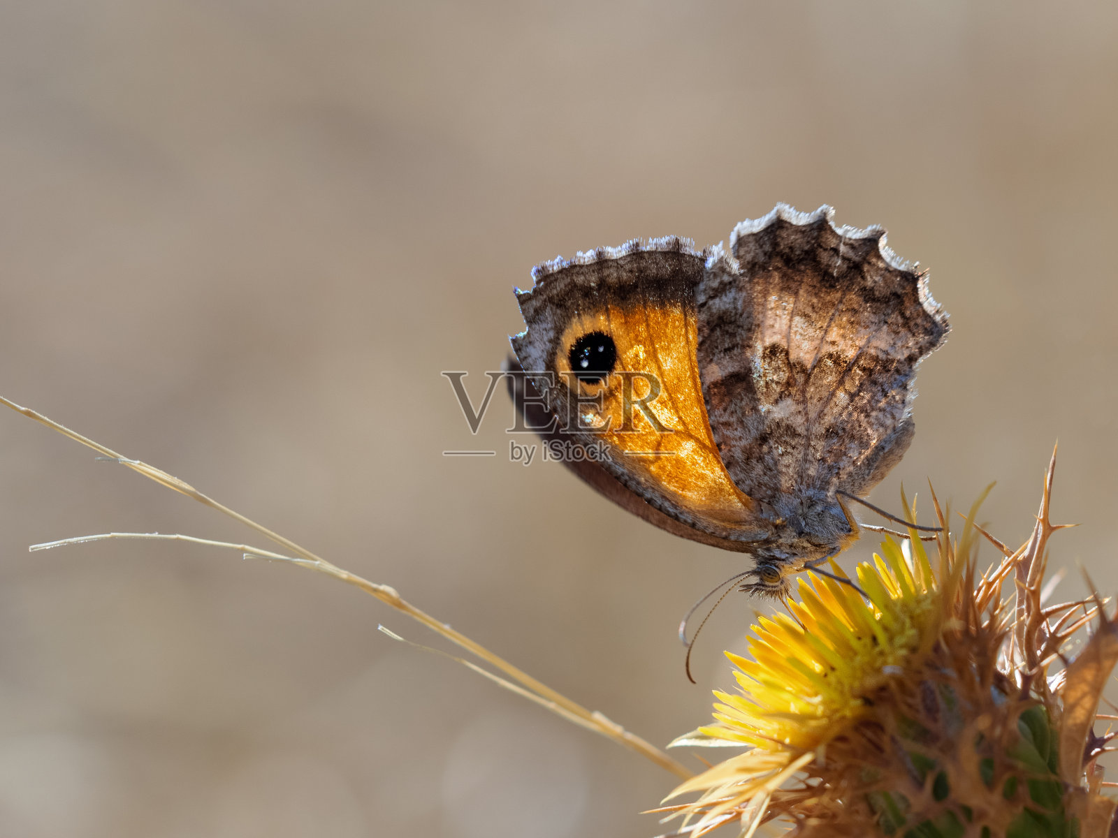 蝴蝶照片摄影图片