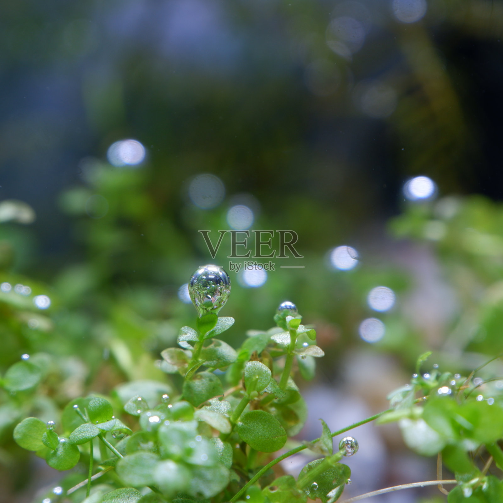 采珠:水族箱内水生植物上的气泡照片摄影图片