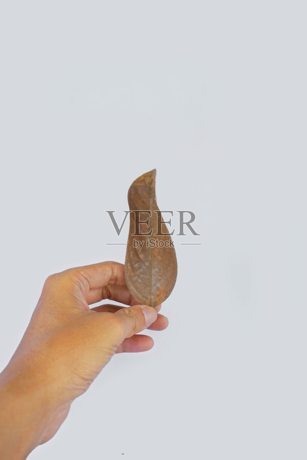 亚洲男人手拿干树叶照片摄影图片