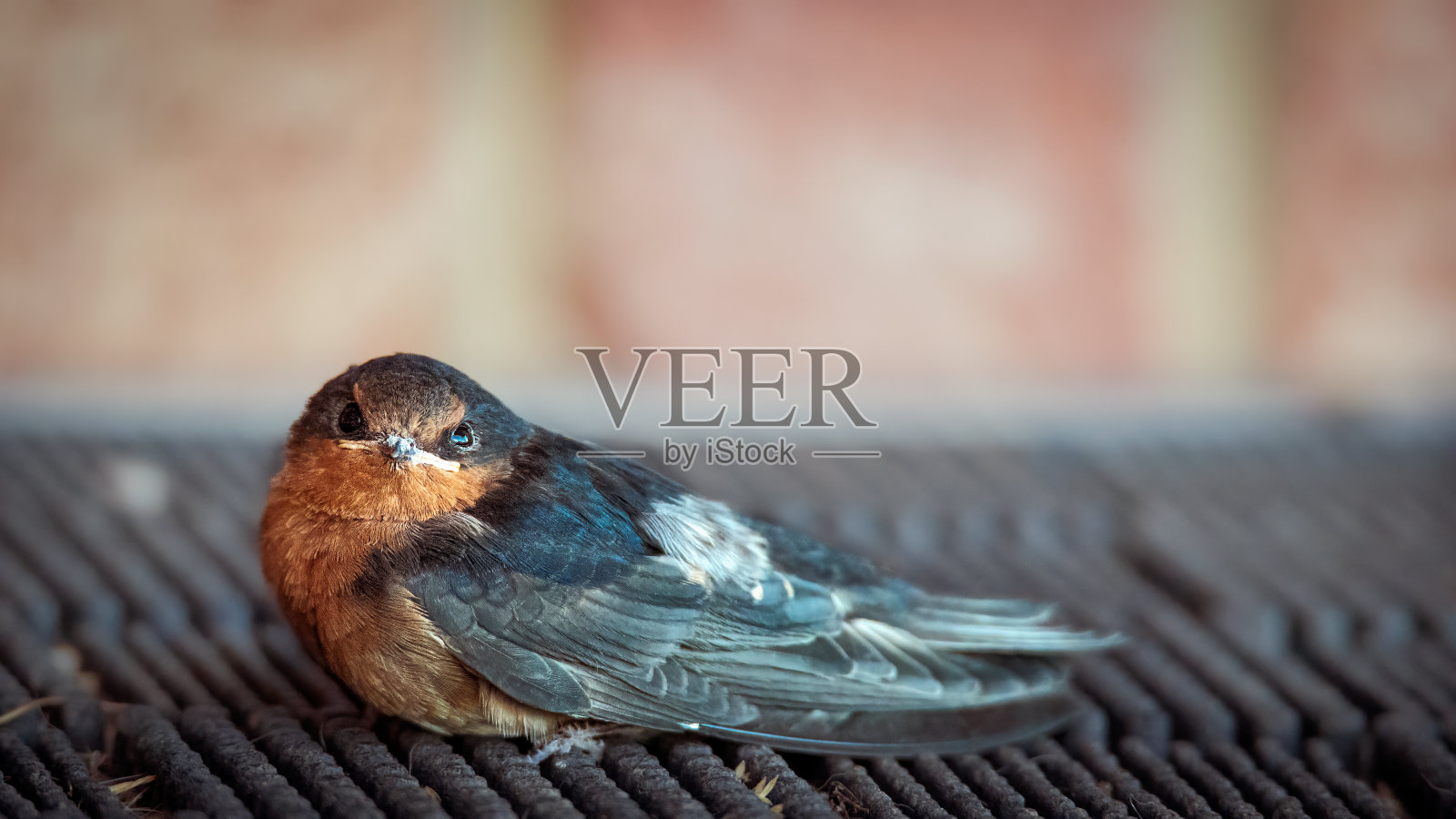 迎新燕子(Hirundo neoxena)照片摄影图片