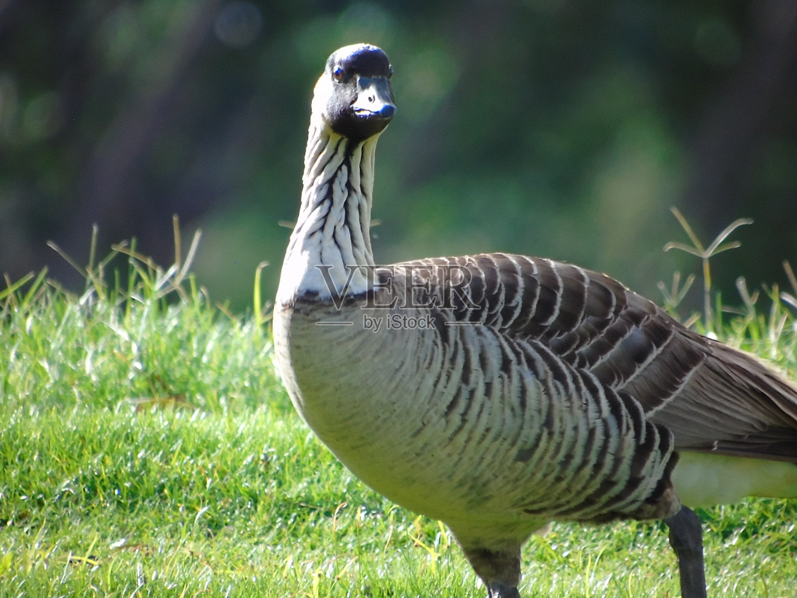 one female nēnē goose (branta sandvicensis) stands in the morning sunshine on the island of maui, hawaii and is an endemic species to the hawaiian islands.照片摄影图片
