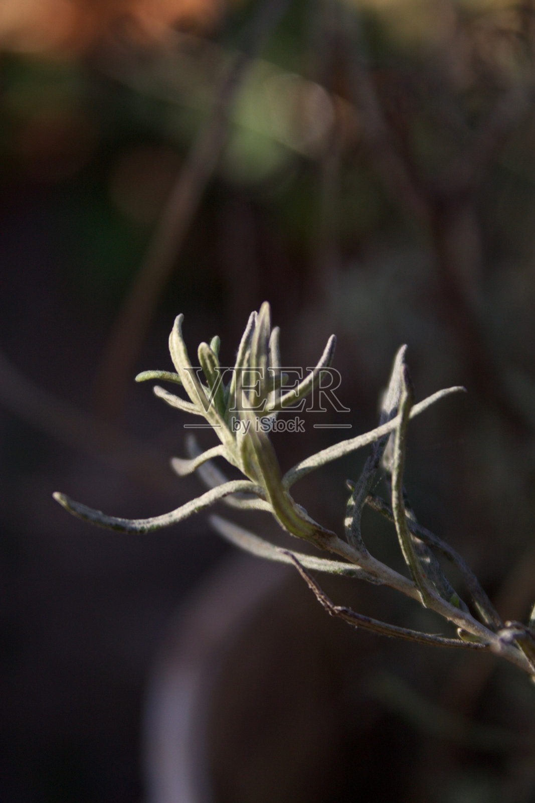 蜡菊Italicum照片摄影图片