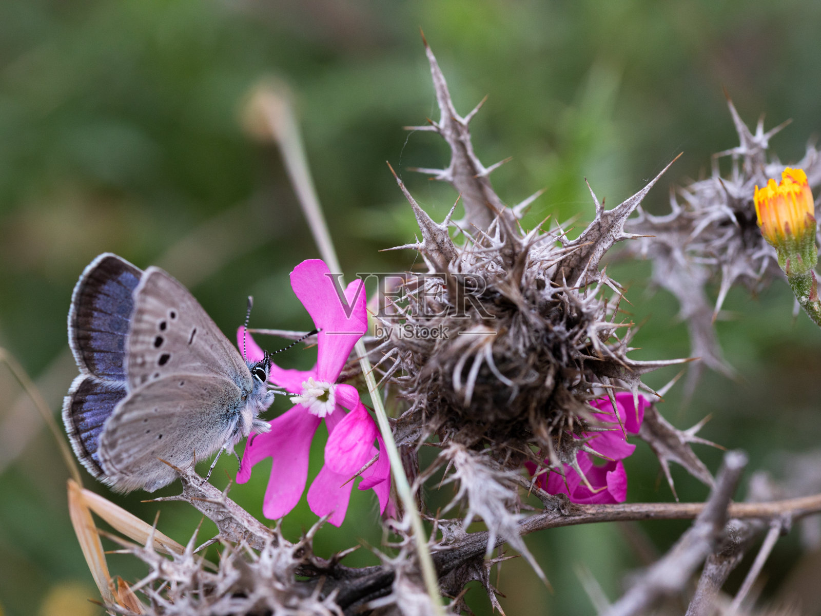 蝴蝶照片摄影图片