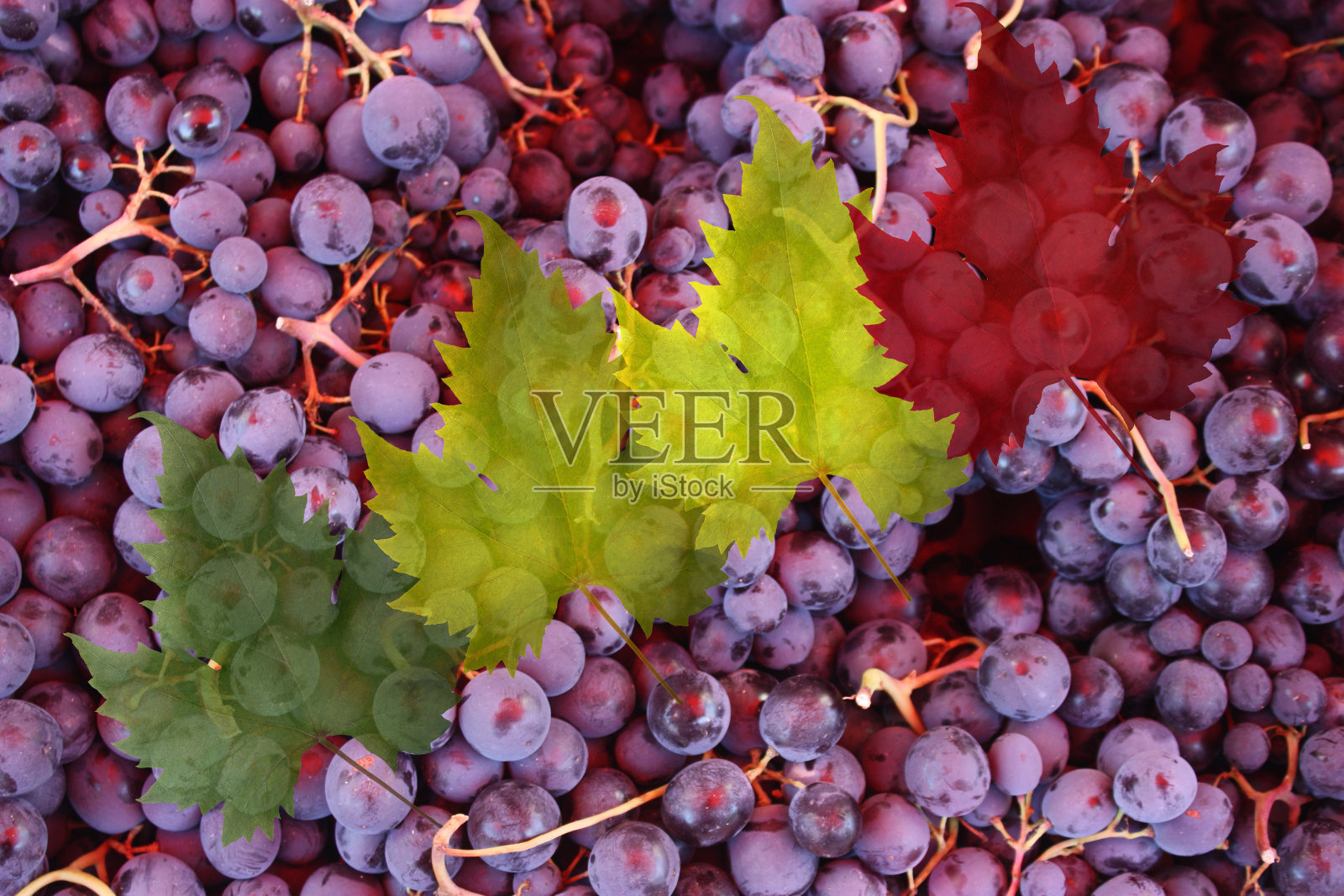 黑葡萄收获藤叶照片摄影图片