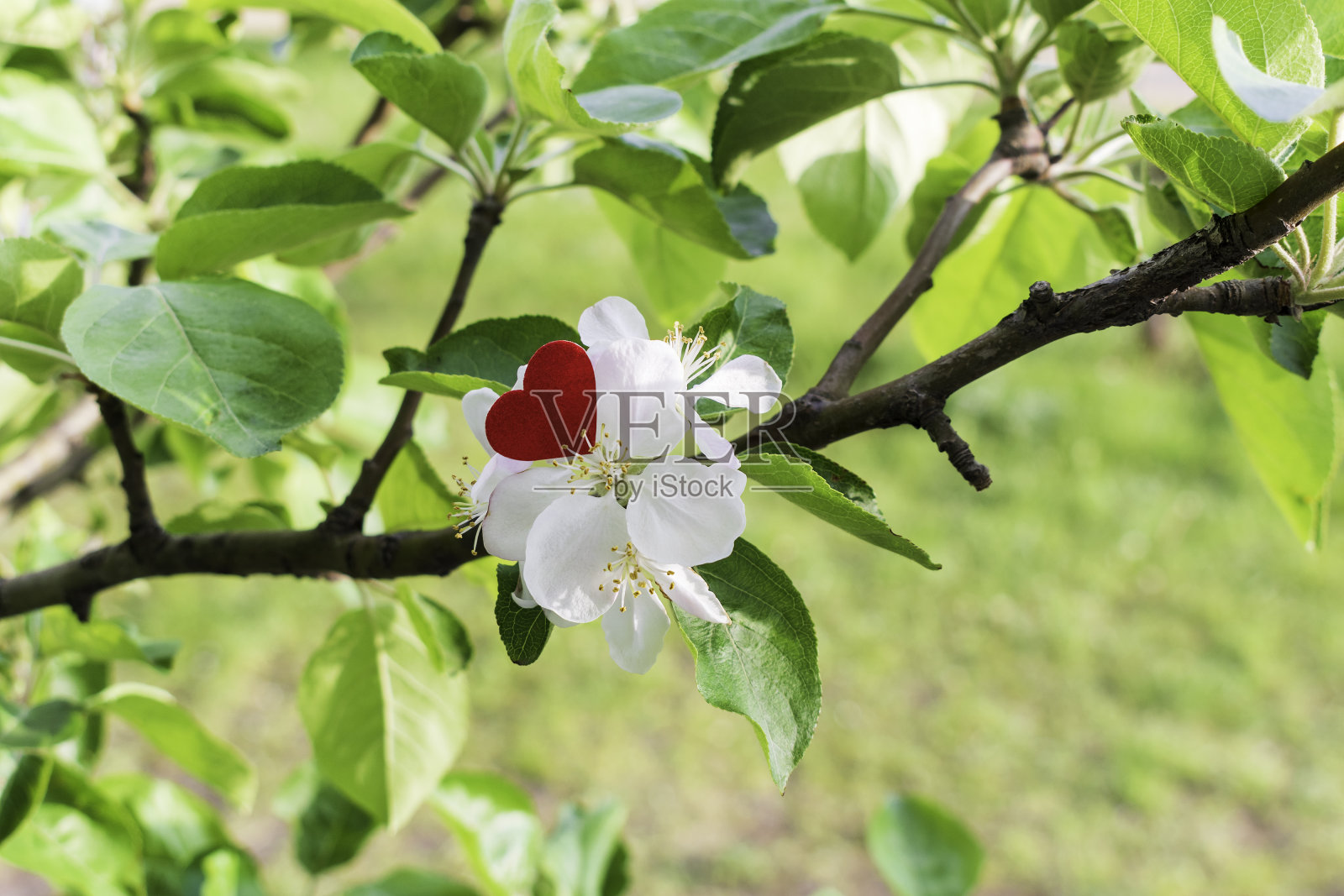 苹果花上的红纸心。情人节概念照片摄影图片