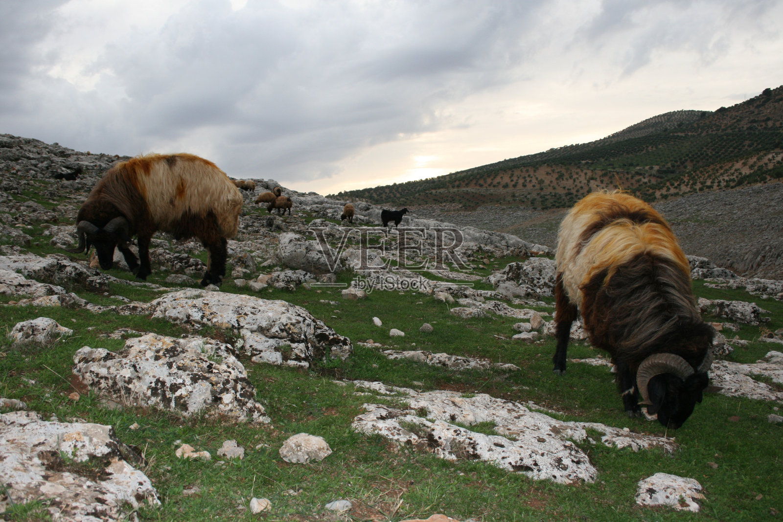 在阿夫林的一个山村的道路，叙利亚-中东照片摄影图片