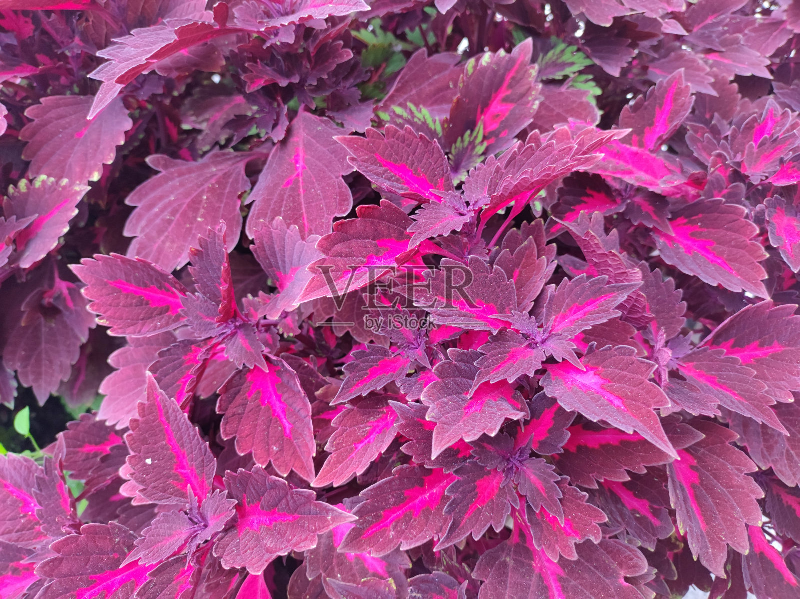 紫菀，彩绘荨麻，在锅里照片摄影图片