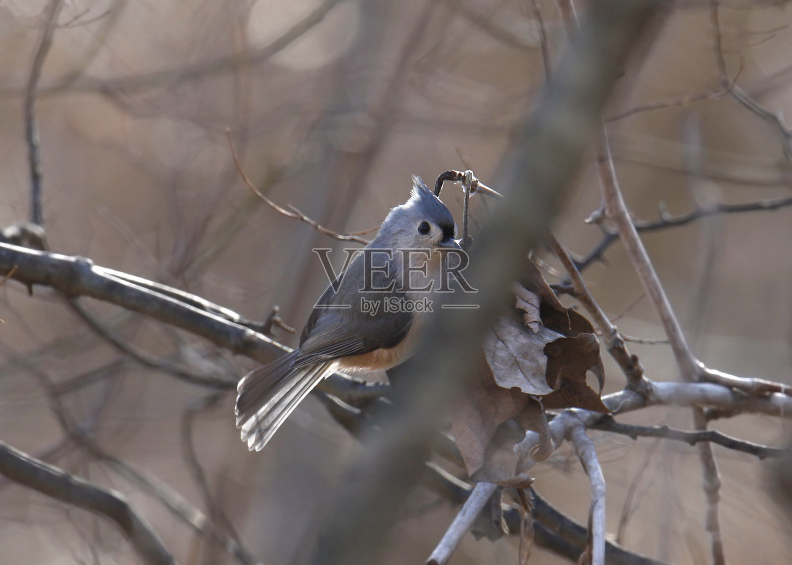 簇山雀(baeolophus bicolor)栖息在纠结的树枝上照片摄影图片